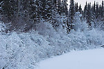 A thick layer of ice clings to the branches of low bushes over an Alaskan river in the winter. From the Chena River in Alaska.