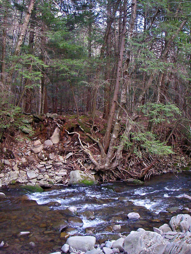  From Mongaup Creek in New York.