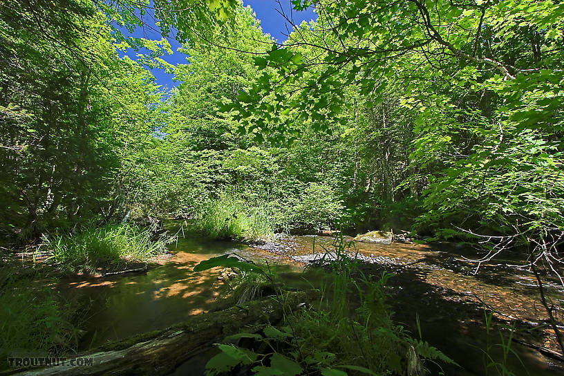  From Eighteenmile Creek in Wisconsin.