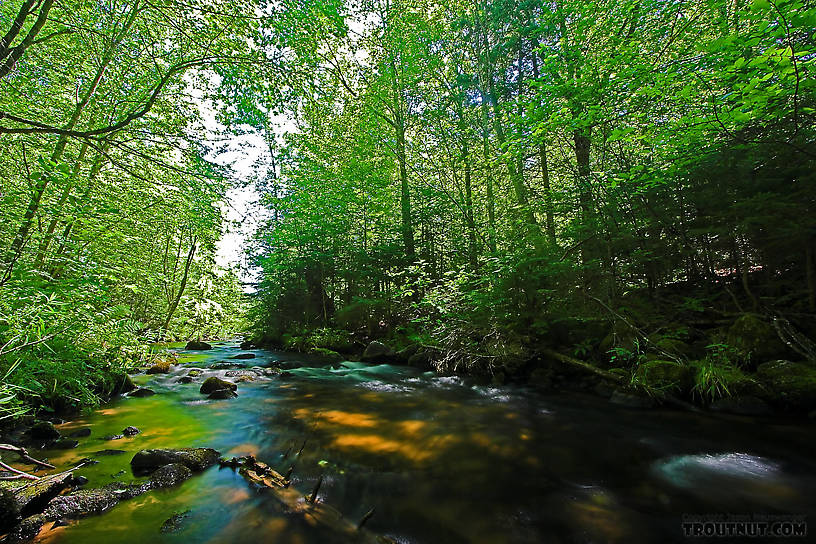  From Eighteenmile Creek in Wisconsin.