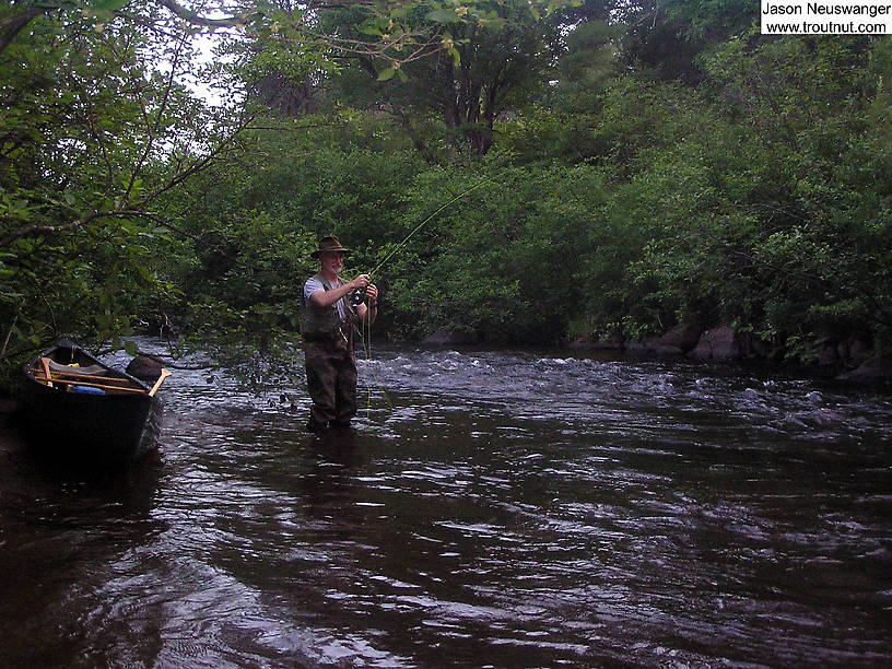 My dad nearly broke a long troutless slump fighting a 16-inch rainbow in fast water.  It spit the hook after a while. From the Bois Brule River in Wisconsin.