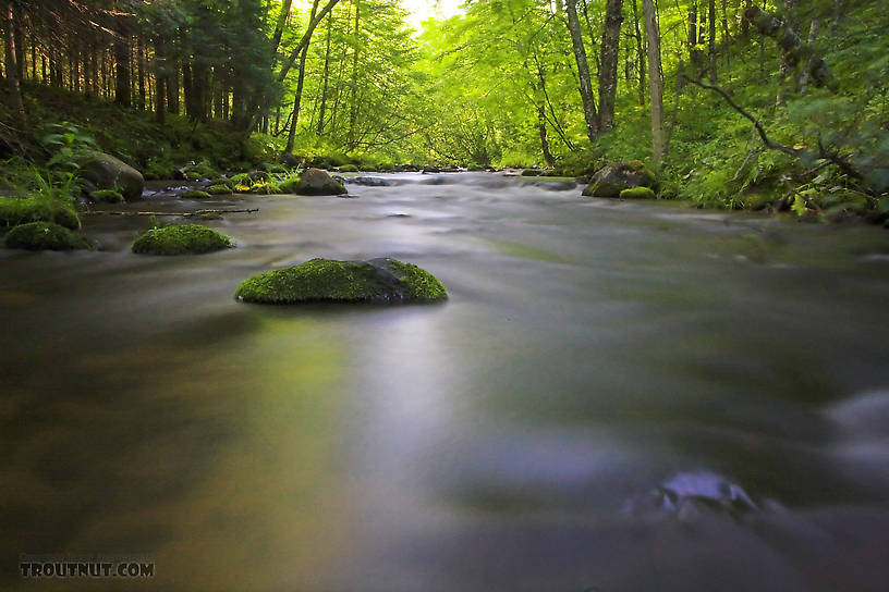  From the Long Lake Branch of the White River in Wisconsin.