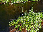 Forget-me-nots spread out over the midstream logs in a beautiful spring-fed, stable piece of trout stream. From the Bois Brule River in Wisconsin.