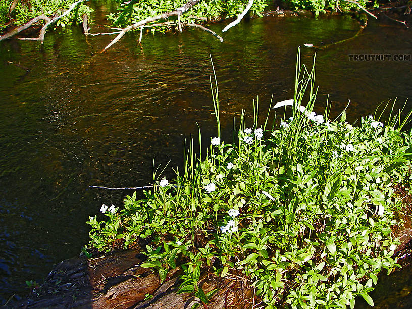 Forget-me-nots spread out over the midstream logs in a beautiful spring-fed, stable piece of trout stream. From the Bois Brule River in Wisconsin.