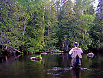 I strike at a hit in an inviting piece of dry fly water. From the Bois Brule River in Wisconsin.