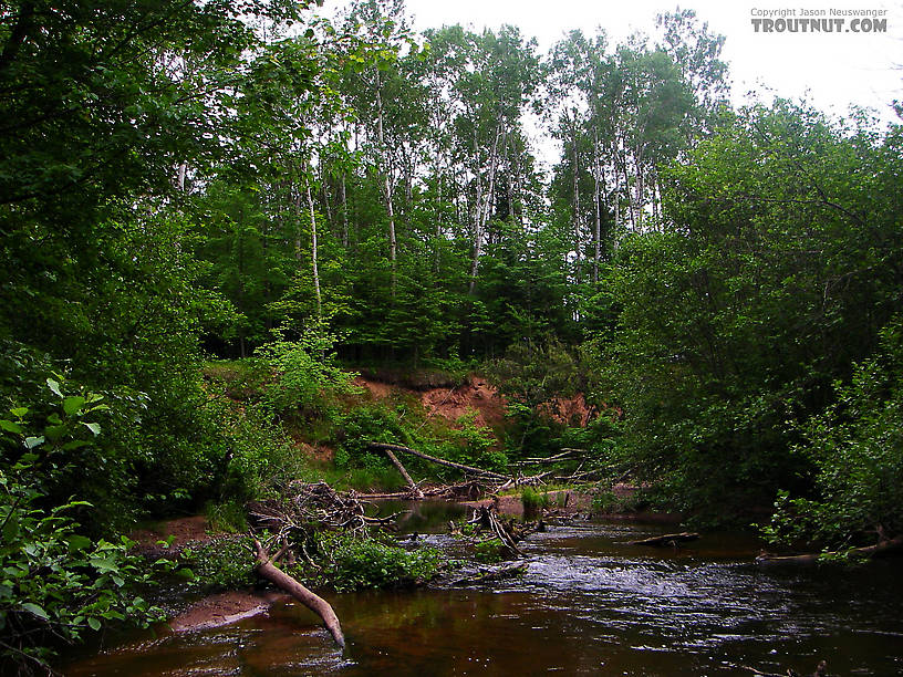  From the Marengo River above Four Corners Store Road in Wisconsin.