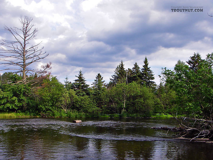  From the Namekagon River near Seeley in Wisconsin.