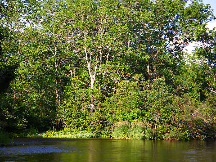  From the Namekagon River near Seeley in Wisconsin.