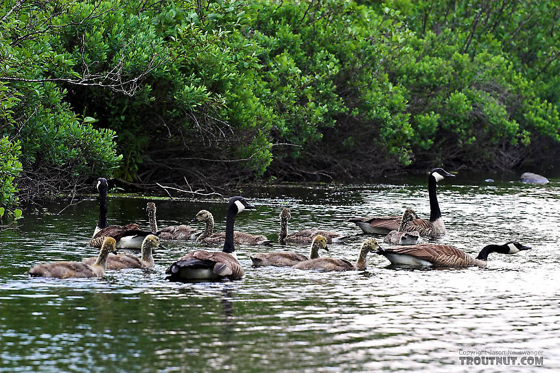 A two families of Canada geese flee our canoe. From the Bois Brule River in Wisconsin.