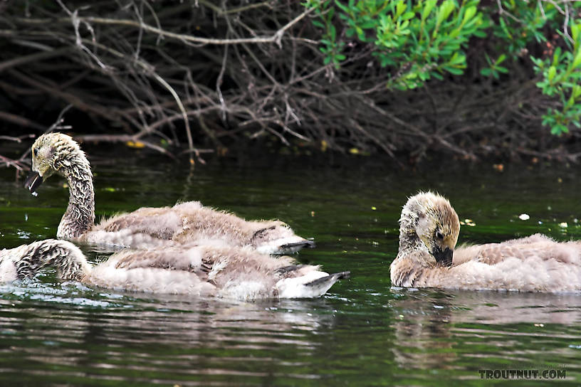 These baby Canada geese are just beginning to grow their real feathers. From the Bois Brule River in Wisconsin.