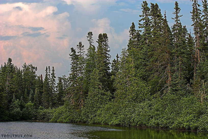  From the Bois Brule River in Wisconsin.