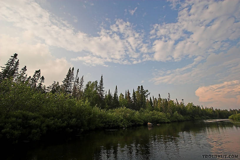  From the Bois Brule River in Wisconsin.