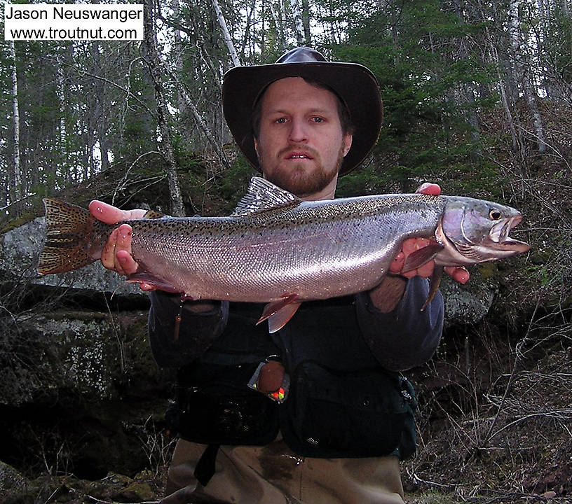 This 26.5" hen steelhead was my biggest trout ever at the time. From the Sioux River in Wisconsin.