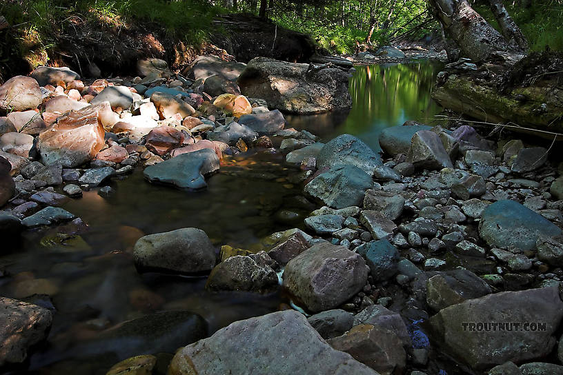  From Mystery Creek # 4 in Wisconsin.