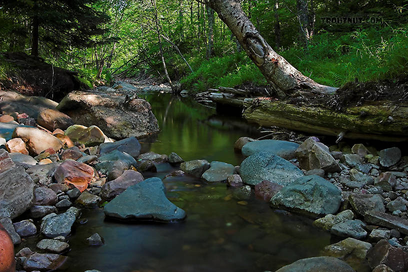  From Spring Creek in Wisconsin.