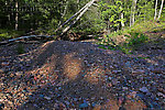 This huge pile of stones was deposited alongside a very small brook trout stream in a huge flood about 9 months before this photo was taken. From Spring Creek in Wisconsin.