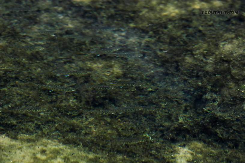 This school of young-of-the-year brook trout was basically trapped in a pool in a remarkable little brook trout stream stricken by drought.  The adult trout population seems to have been wiped out by the drought and a previous flood, but the young trout are as thick as minnows.

The picture is taken from above water with a polarizing filter and a telephoto zoom lens.  There is one other picture of them. From Spring Creek in Wisconsin.