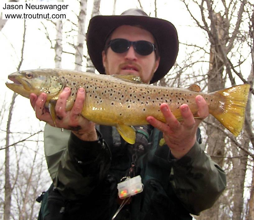 This fat-bodied 22" male was my largest brown trout ever at the time.  It took a deep nymph and took me 150 yards downstream in a 20-minute fight in strong current. From the Namekagon River in Wisconsin.