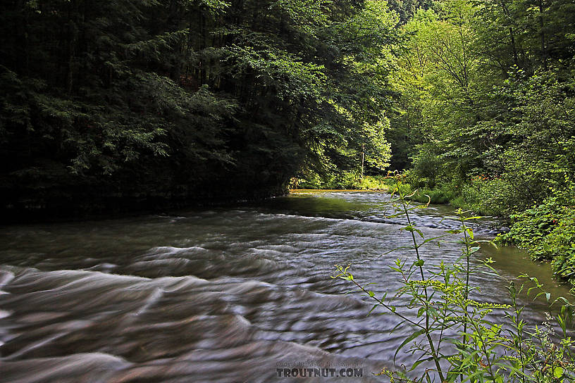  From Enfield Creek in New York.