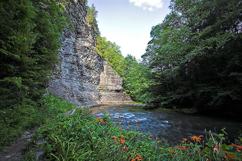  From Enfield Creek in New York.