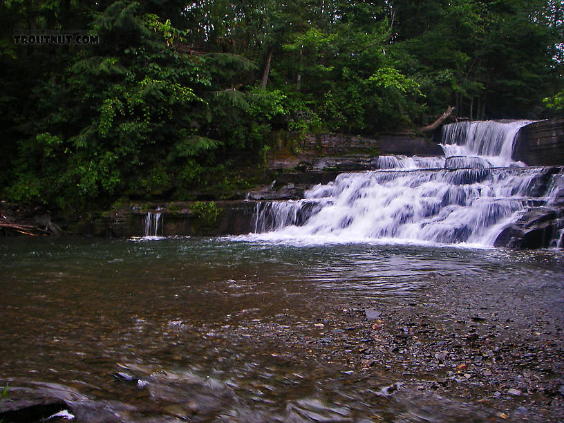 I caught one little rainbow in the plunge pool below this pretty waterfall. From Enfield Creek in New York.