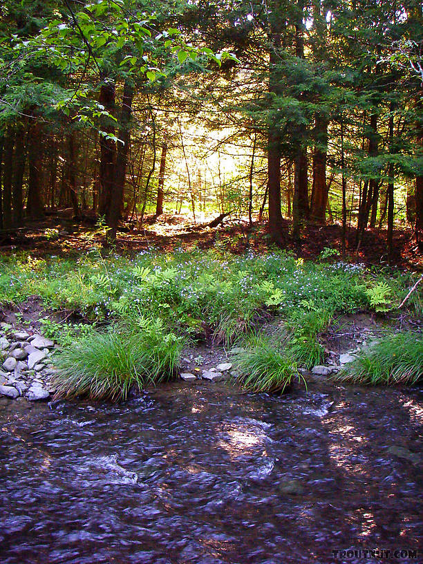  From the West Branch of Owego Creek in New York.