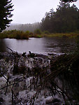 This beaver pond blocks a tributary in the headwaters if Willowemoc Creek in the Catskills.  It supposedly holds brook trout, but I didn't find them in my hasty effort as light waned on this rainy September evening. From Fir Brook in New York.