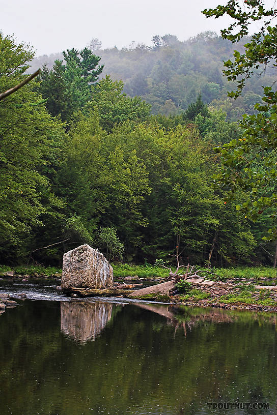  From the Neversink River in New York.