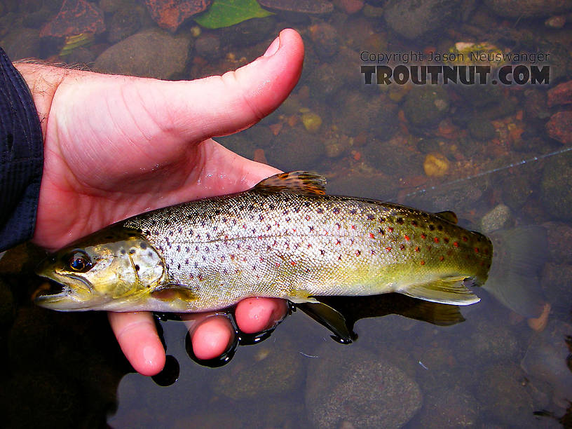 This nice little brown fell for a Trico imitation on my -- oh, I don't know -- 10,000,000th cast? From the Neversink River in New York.