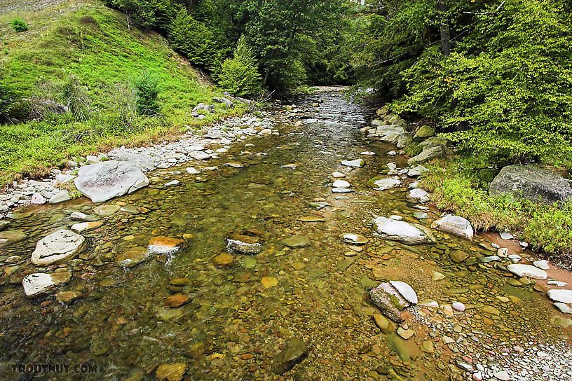  From the Mystery Creek # 23 in New York.