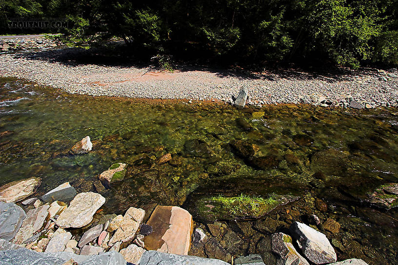  From the West Branch of the Neversink River in New York.