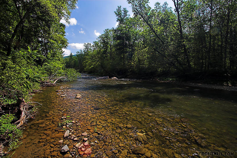  From Esopus Creek in New York.