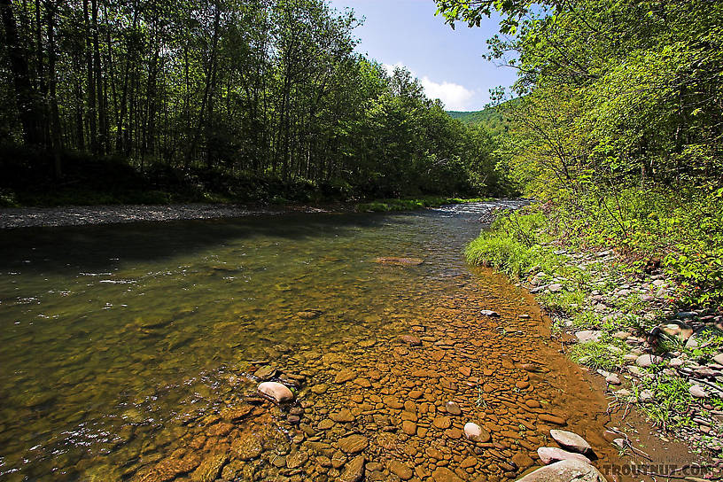  From Esopus Creek in New York.