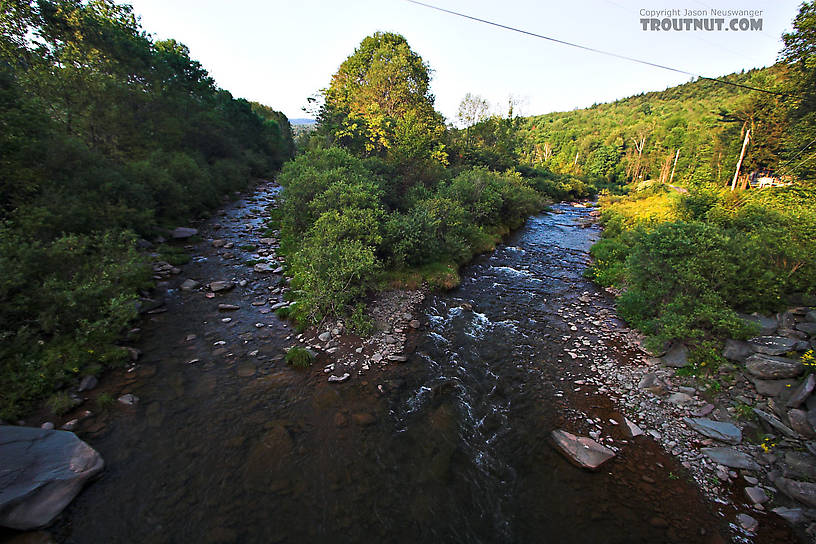 This small stream splits around a large island. From East Kill in New York.