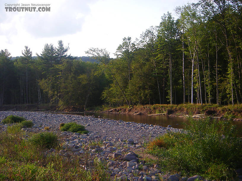  From Schoharie Creek in New York.