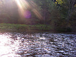 Twinkling Tricos in the air. From the Neversink River in New York.