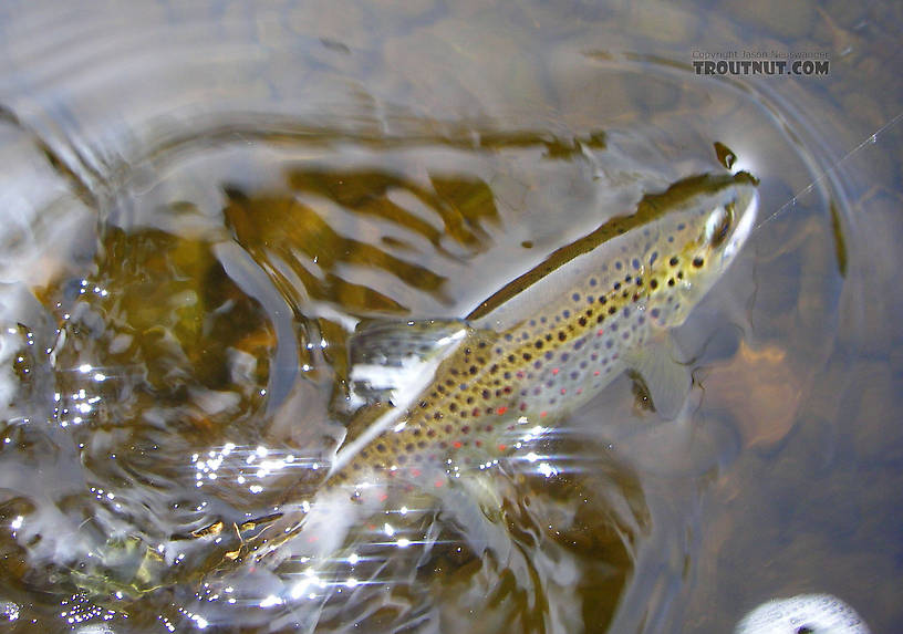 Do you ever have so much fun trying to fool a fish that you're almost disappointed when you actually do?  I got that feeling after who knows how many casts over this hungry little brown with a Trico imitation. From the Neversink River in New York.