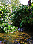 This little pool shelters some eager small-stream brook trout.  You can see this pool from underwater, too. From Mystery Creek # 89 in New York.