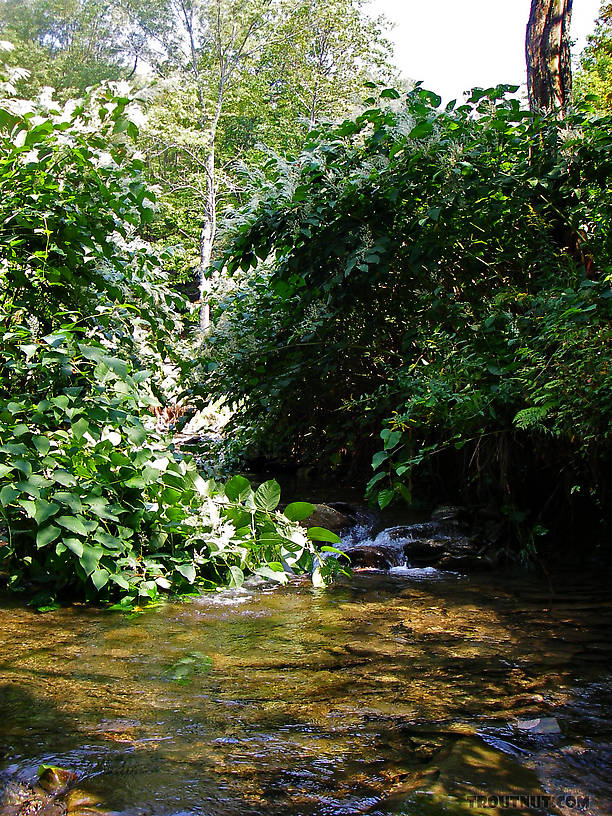 This little pool shelters some eager small-stream brook trout.  You can see this pool from underwater, too. From Mystery Creek # 89 in New York.