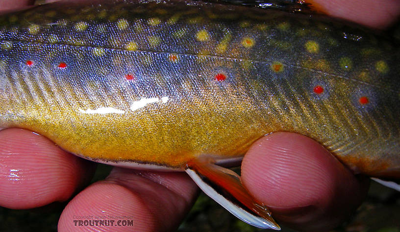 Now these are fall colors. From Mystery Creek # 89 in New York.