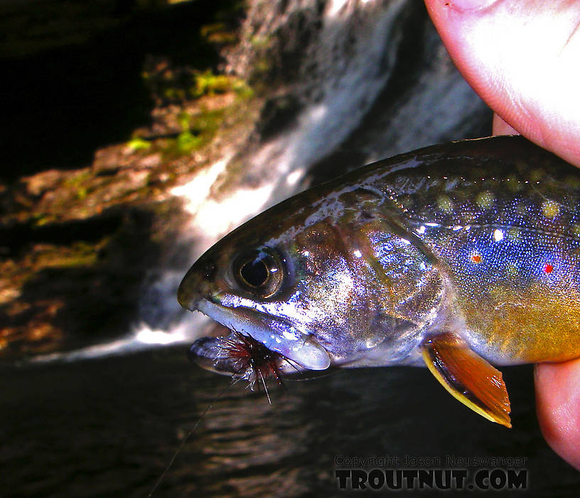 What could be better than catching wild brookies below a waterfall? From Mystery Creek # 89 in New York.