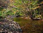  From the East Branch of Trout Brook in New York.