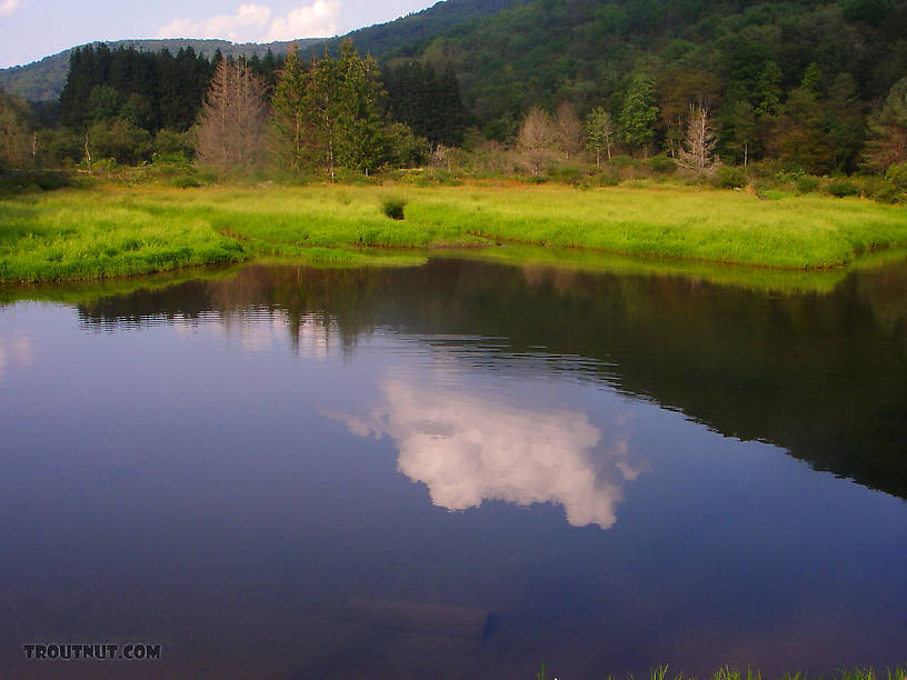 This pretty little mountain valley pond held several browns and brookies, not huge but outsized for their small stream, and the water was so clear I could sight-fish for them across half the pond.  There was also a school of bullheads swimming laps. From the East Branch of Trout Brook in New York.