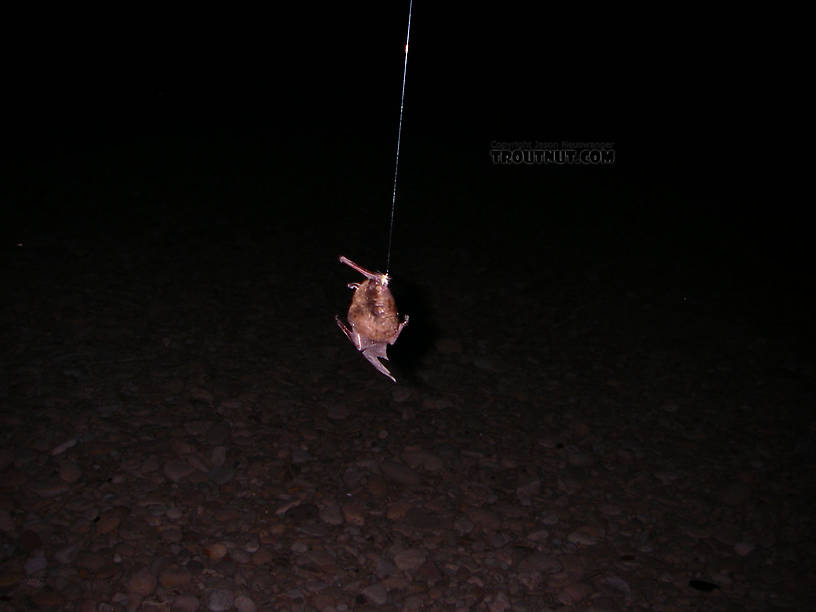 Oops.

I let my little light cahill spinner dangle in the air a bit too long while looking for rises.  There were at least 30 bats flying around the pool, and this one hooked itself on my fly.  I just let it fly around my rod tip and, while trying to figure out what to do, I took some pictures.  (When in doubt...)  Eventually it managed to unhook itself and fly away. From the Beaverkill River in New York.