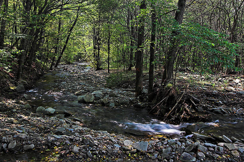  From Mystery Creek # 89 in New York.