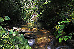 No method of casting in my arsenal was capable of presenting a fly to the brook trout in this hidden pool. From Mystery Creek # 89 in New York.