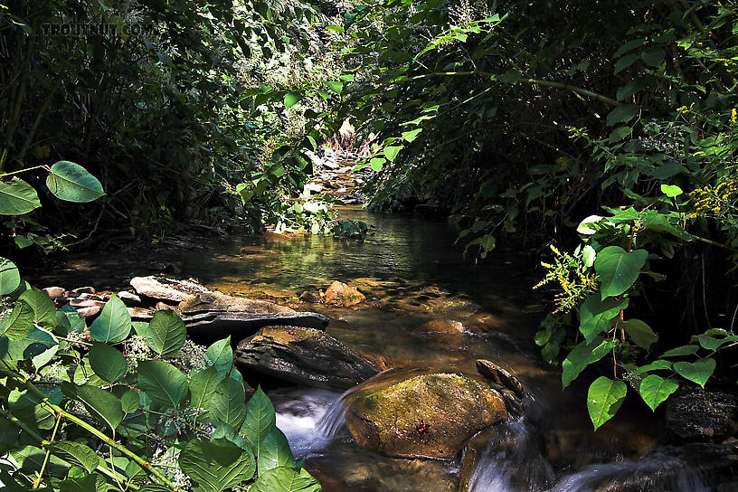 No method of casting in my arsenal was capable of presenting a fly to the brook trout in this hidden pool. From Mystery Creek # 89 in New York.