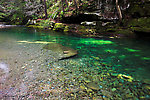 This is a very deep pool in a very clear stream.  It's well-known for its brookies, but I neither saw nor caught any in this inviting pool.  I drove a few miles upstream and ran into the expected number of eager little fish. From Rondout Creek in New York.