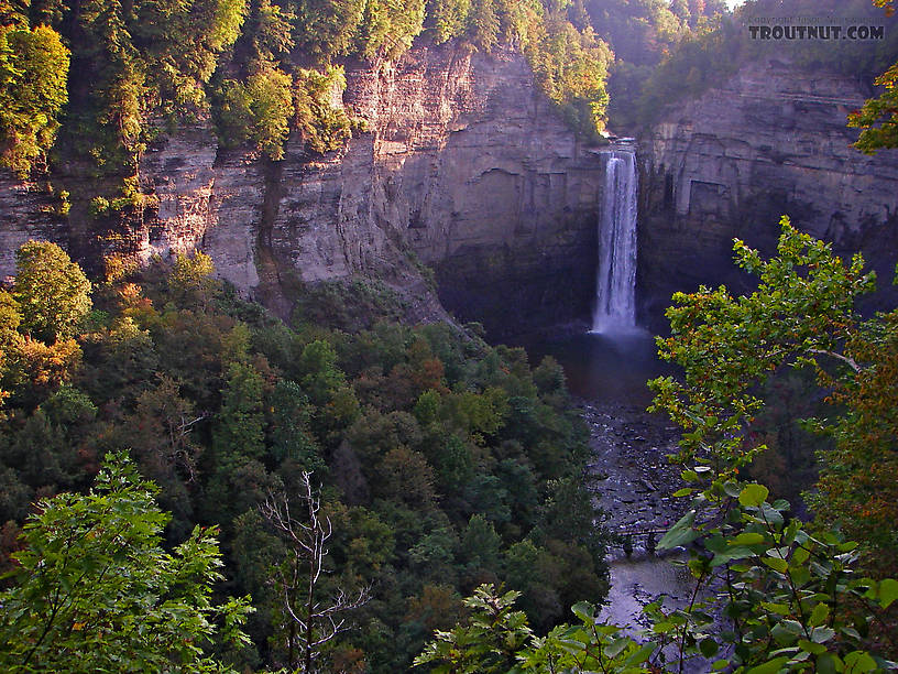 I believe this is the highest free-falling waterfall in the East.  The pool below it is off-limits to fishing but probably isn't that great, anyway -- by all accounts the stream's trout population is mediocre at best. From Toughannock Creek in New York.