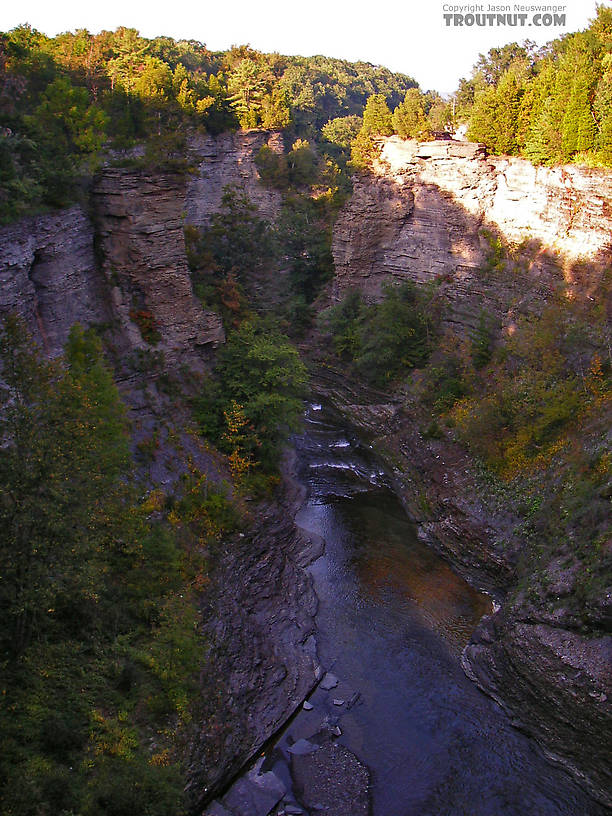 This gorge reportedly holds trout, and I would love to fish for them, although the stream's marginal thermal temperature would likely lead to disappointment.  It's hard to find out because there doesn't seem to be a way to get down there without professional rock-climbing equipment or a helicopter... From Toughannock Creek in New York.